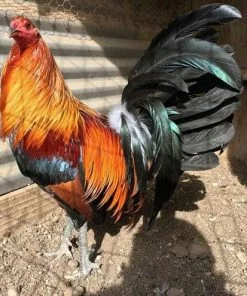 Green Legged Sweater